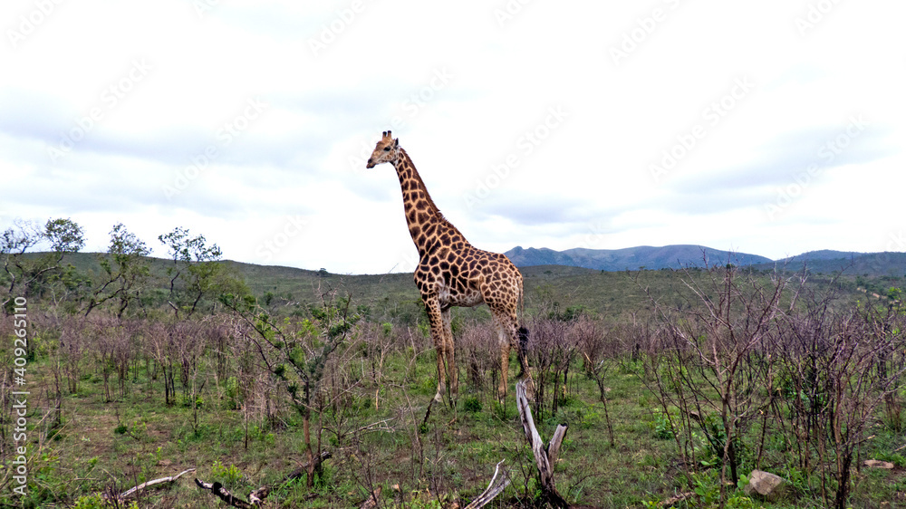 Obraz premium Giraffe in african savanah .