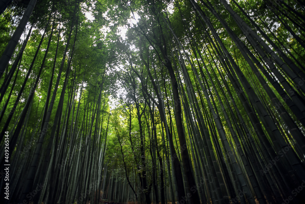 Arashiyama Japanese Bamboo Forest, Kyoto, Japan Arashiyama Japanese Bamboo Forest, Kyoto, Japan