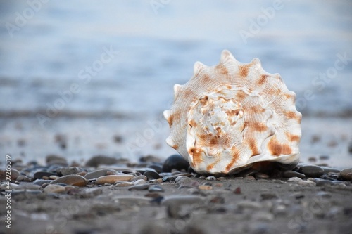 High quality image. Photograph of a shell focused on the beach. Detail image.