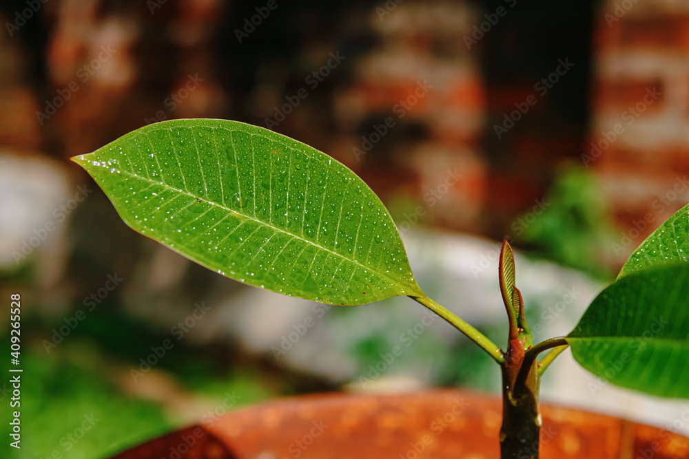 Frangipani or plumeria tree seeds in pots in the garden Frangipani or plumeria tree seeds in pots in the garden
