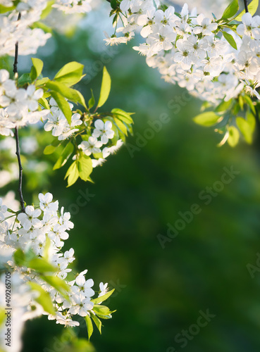 Spring background with blooming cherry