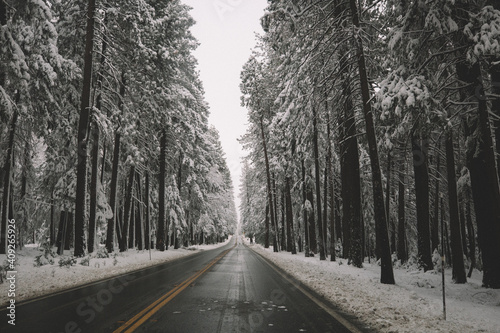 Empty road cuts through snow covered forest photo