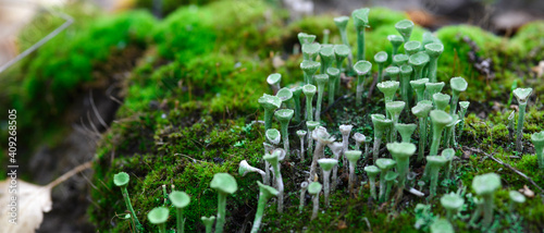 Tableau sur toile Lichen cladonia pyxidata and moss in autumn forest.