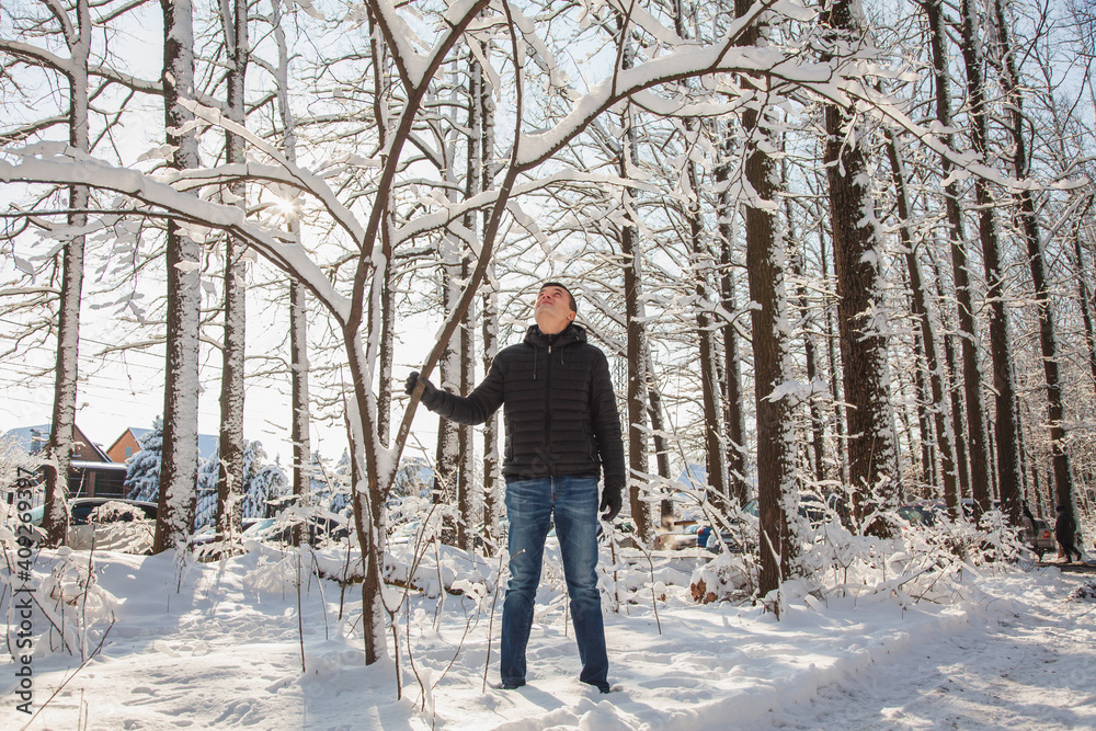 Man shakes tree to make snowfall in winter snow-covered forest in sunny day