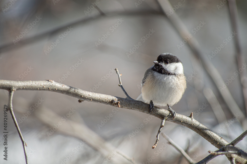 Chickadee on branch