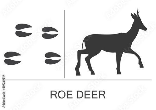 Roe deer silhouette and footprints of hind and fore hooves. Vector illustration on a white background.