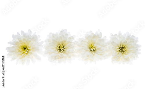 white chrysanthemum isolated