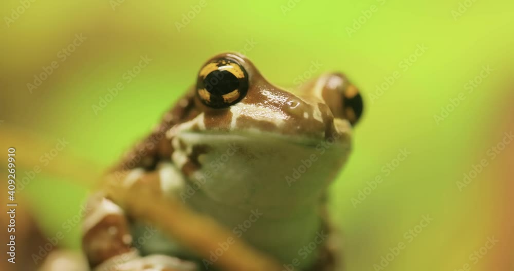 Mission golden-eyed tree frog or Amazon milk frog (Trachycephalus resinifictrix) is a large species of arboreal frog . It is sometimes referred to as the blue milk frog. Mission golden-eyed tree frog or Amazon milk frog (Trachycephalus resinifictrix) is a large species of arboreal frog . It is sometimes referred to as the blue milk frog.