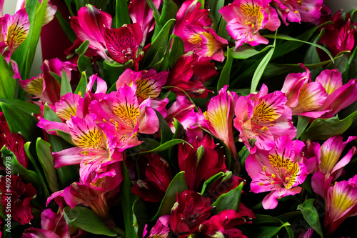  Pink alstroemeria close up. International women's day card