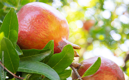 pomegranate on tree in a farm garden.selectiv focus photo