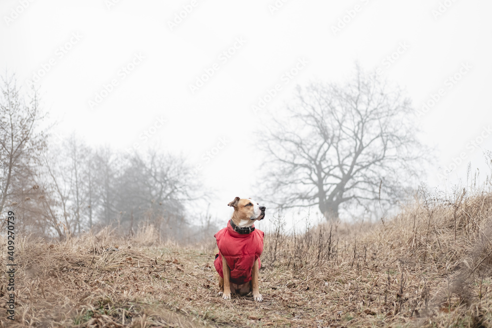 Beautiful Staffordshire terrier dog sits in misty autumn nature Beautiful Staffordshire terrier dog sits in misty autumn nature