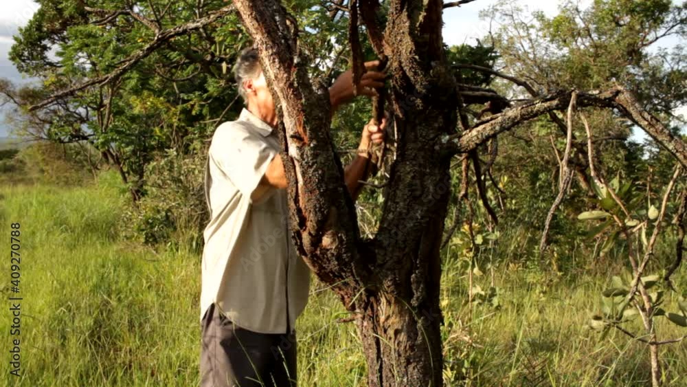 Biologist out in the savannas of Brazil, inspecting a dead tree Biologist out in the savannas of Brazil, inspecting a dead tree
