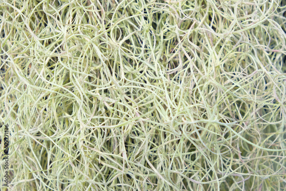 Abstract photo of natural root of aquatic trees Abstract photo of natural root of aquatic trees