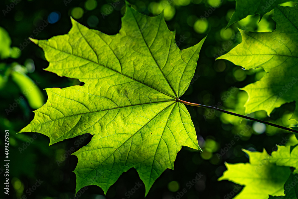 maple leaf maple leaf