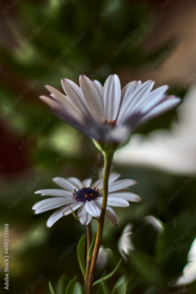 Two beautiful daisies with white petals and purple pistil, in a garden Two beautiful daisies with white petals and purple pistil, in a garden