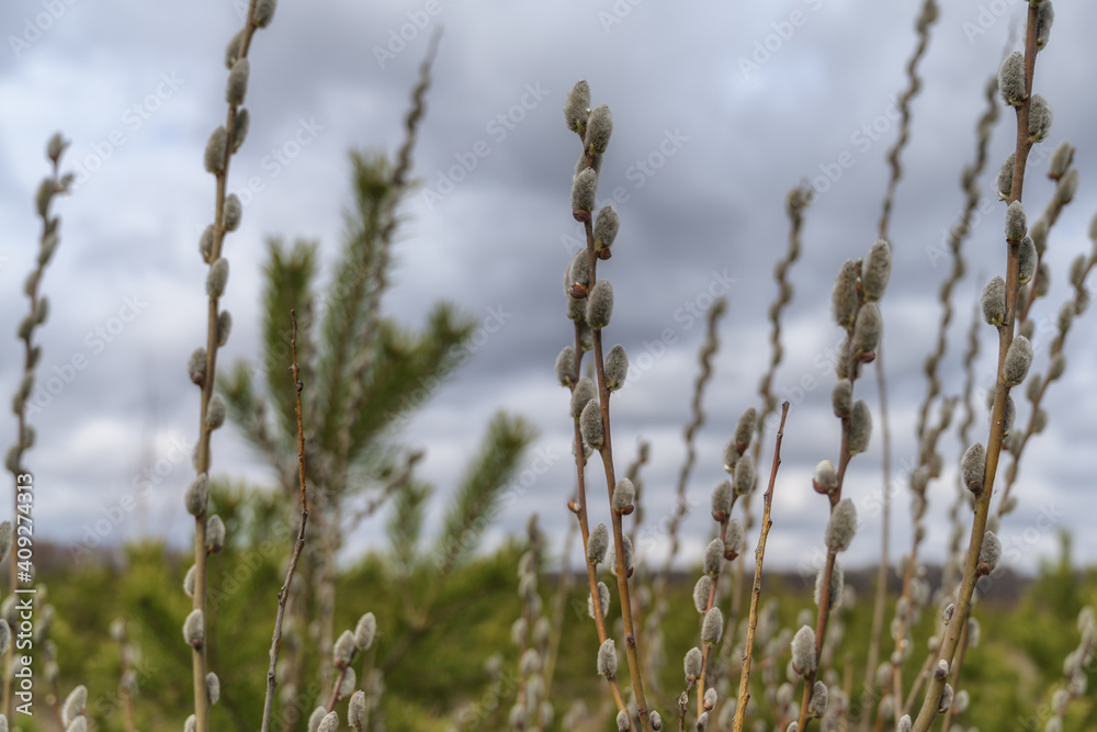 Pussy willow branches with fluffy gray balls against the background of green pine and white-gray cloudy sky on a spring day. Close-up. Willow blossom in the wild 