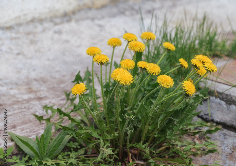 Dandelion family in the garden in spring. Close-up. Fluffy yellow dandelions look beautiful on a sunny spring day and cheer everyone up. Wildflowers Dandelion family in the garden in spring. Close-up. Fluffy yellow dandelions look beautiful on a sunny spring day and cheer everyone up. Wildflowers