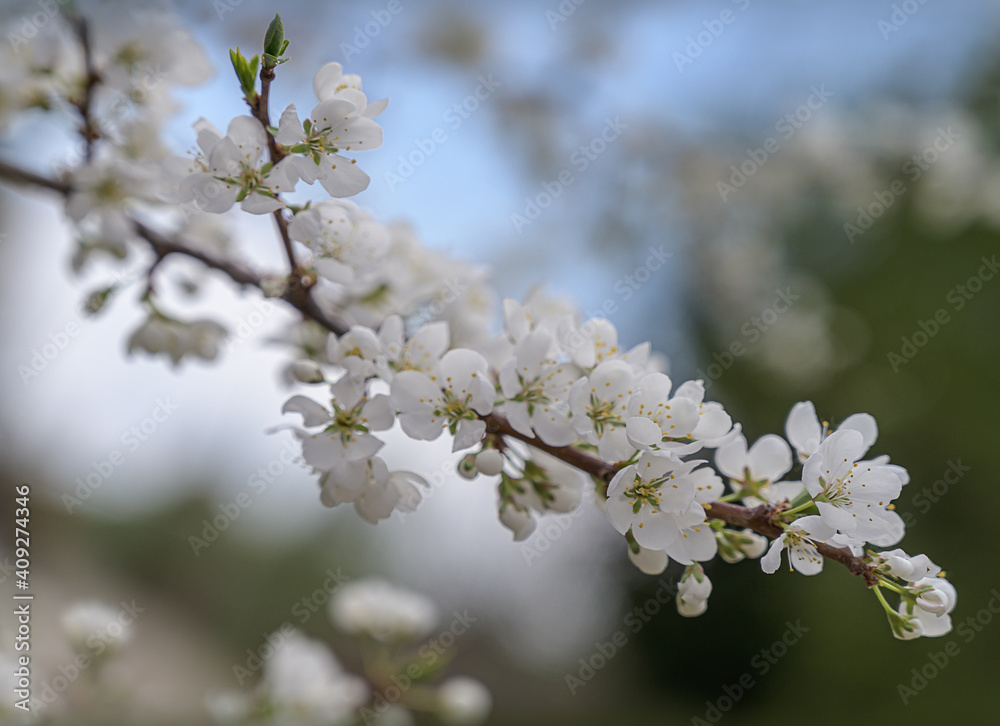 Blooming branch of wild apple tree in spring on blurred background of blue sky and greenery. Close-up. Many white flowers look beautiful on a sunny spring day and cheer everyone up Blooming branch of wild apple tree in spring on blurred background of blue sky and greenery. Close-up. Many white flowers look beautiful on a sunny spring day and cheer everyone up