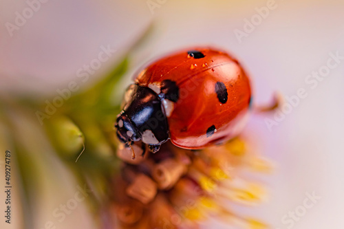 Slika na platnu ladybird on a flower