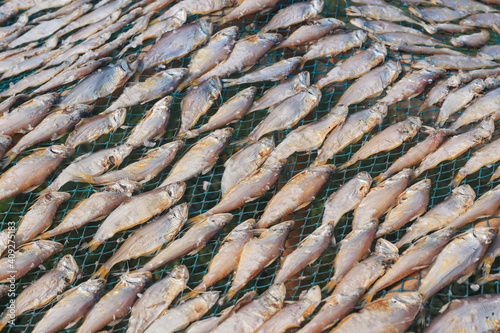 Sun drying of processed Indian mackerel fish (Rastrelliger kanagurta) at a dry fish factory in Fraserganj, West Bengal. They are left for drying on flat bamboo surface, to make shutki fish.