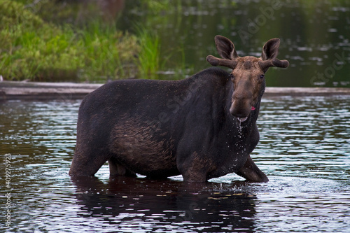Moose feeding in the water