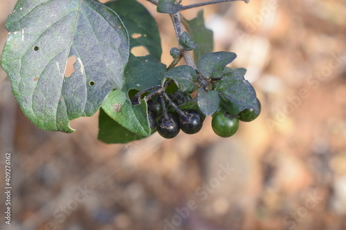 European black nightshade (Solanum nigrum) with fruits photo