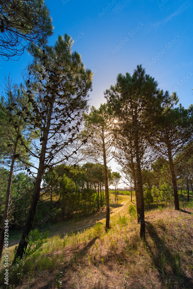 evening falls on the paths of the forests of Pinamar, on the coast of Buenos Aires, Argentina evening falls on the paths of the forests of Pinamar, on the coast of Buenos Aires, Argentina