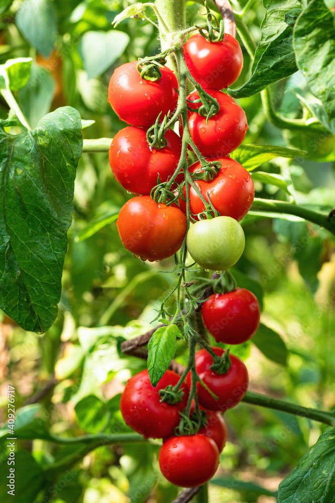 Ripe tomato plant growing in greenhouse. Fresh bunch of red natural tomatoes on branch in organic vegetable garden. Organic farming, healthy food, BIO viands, back to nature concept.