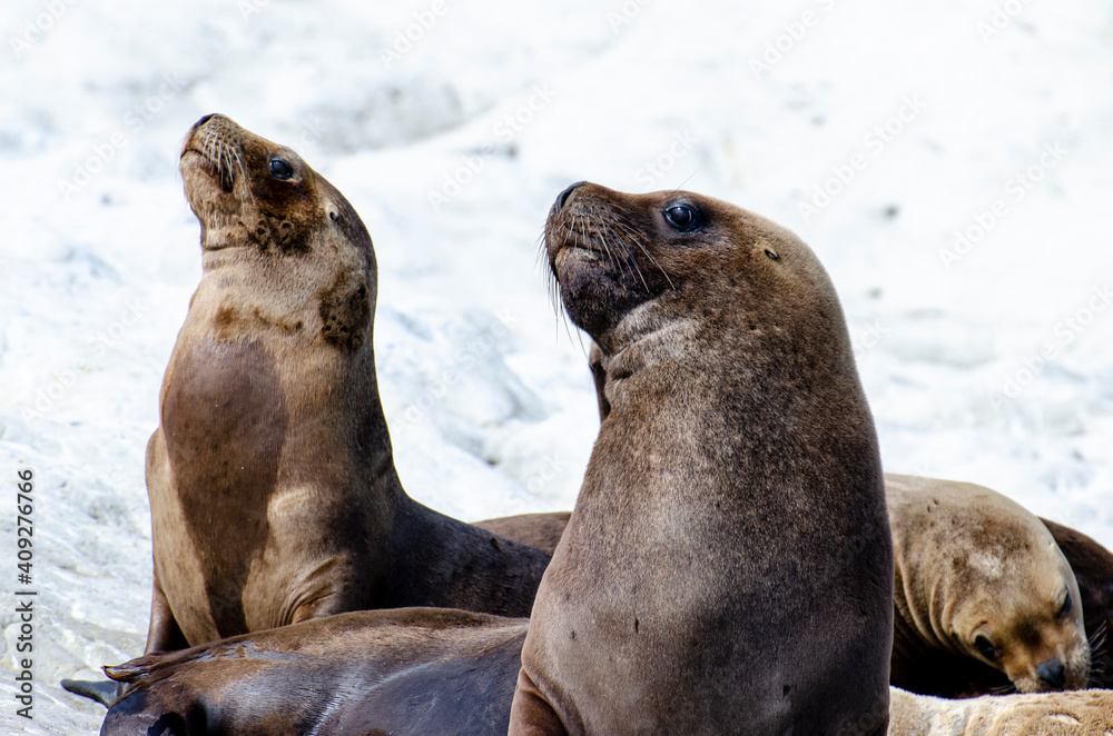 Obraz premium group of seals in the sun on the rocks of the coast of Patagonia Argentina