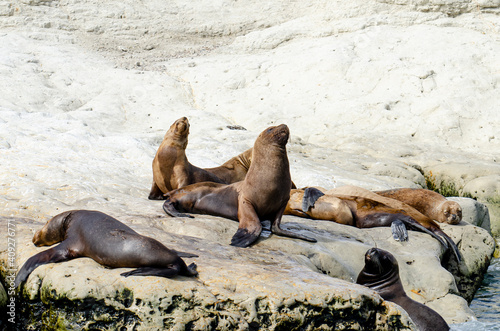 group of seals in the sun on the rocks of the coast of Patagonia Argentina