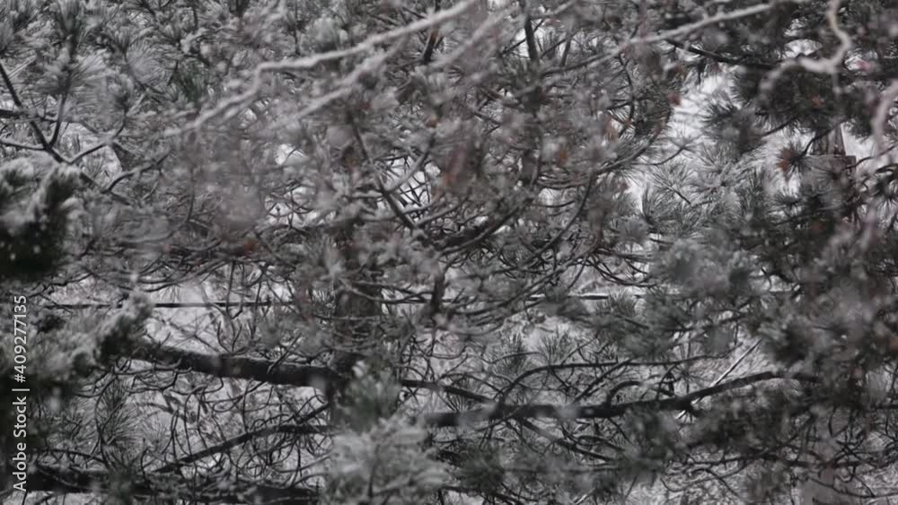 Winter. Thick snowfall on the background of a close-up of a pine tree Winter. Thick snowfall on the background of a close-up of a pine tree