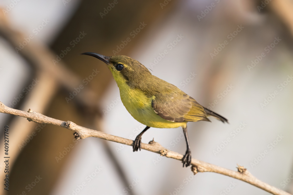 Fototapeta premium Olive-backed Sunbird On A Branch