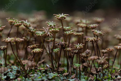Marchantia polymorpha, Brunnenlebermoos, Sporogone, Hepaticopsida, Lebermoos, Bryophyta, 