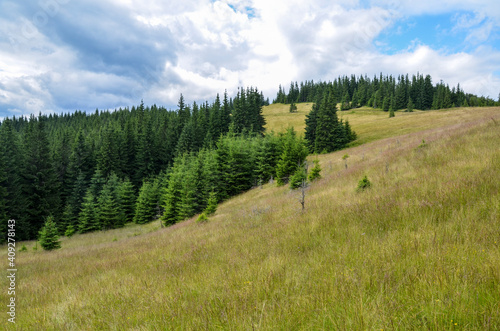 Mountain tops with forests on green grassy slopes with blue sky and clouds above. Gorgeous view on Carpathian valley  © Dmytro
