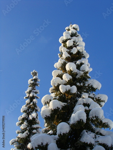 snow covered pine tree