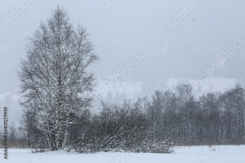 Wallpaper Mural Winterstimmung mit schneefall Torontodigital.ca