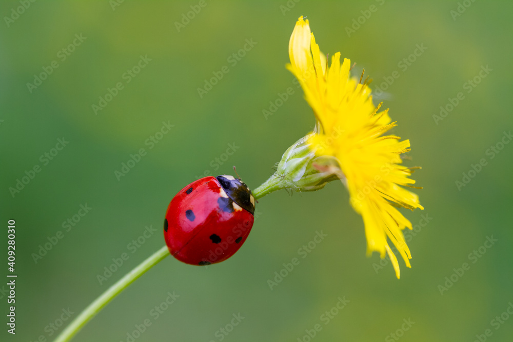 Obraz premium from nature ladybug