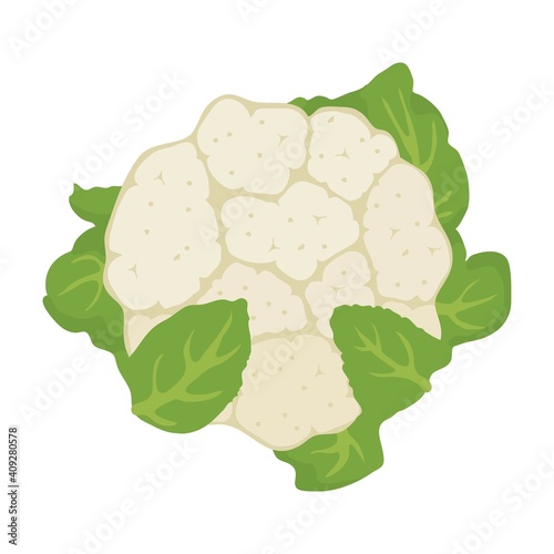 vector vegetable cauliflower cabbage