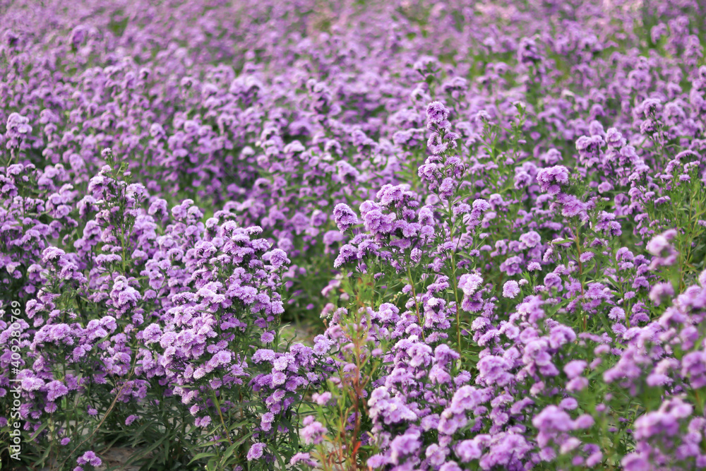 Violet and pink Margaret flowers blooming in the garden. Close-up beautiful and fresh Margaret flowers in natural light. Violet and pink Margaret flowers blooming in the garden. Close-up beautiful and fresh Margaret flowers in natural light.