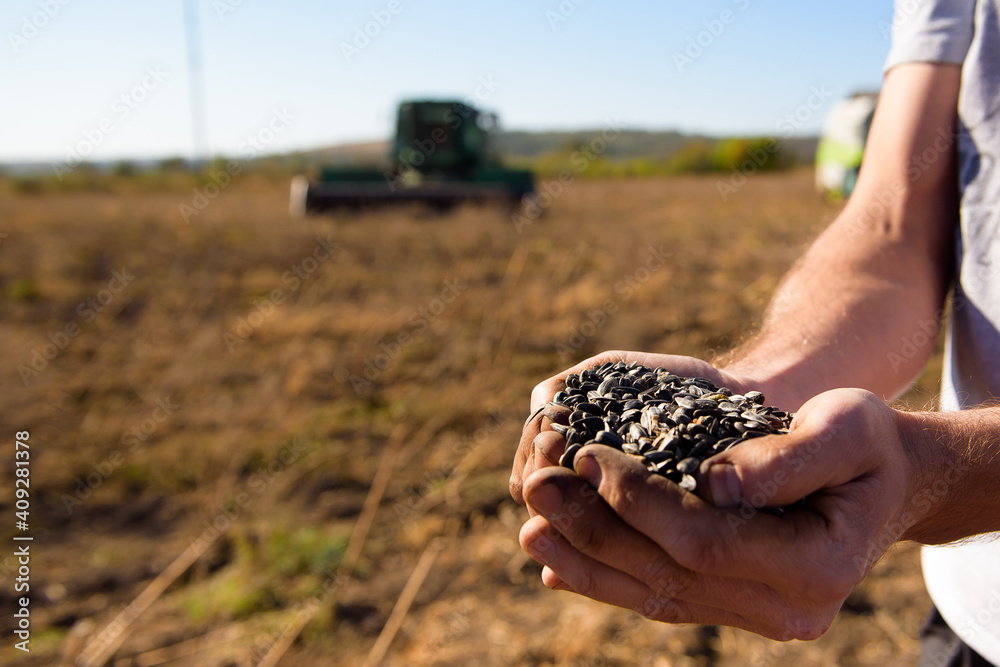 Sunflower grains in the hands, harvested in the field.