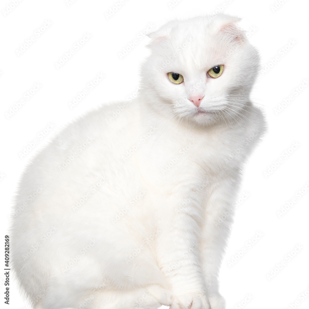 White lop-eared cat sits on a table. Isolated on a white background
