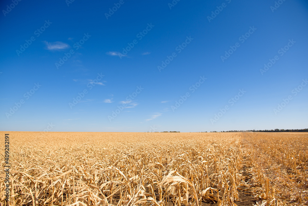 Naklejka premium A field of ripe corn ready for harvest in the fall.