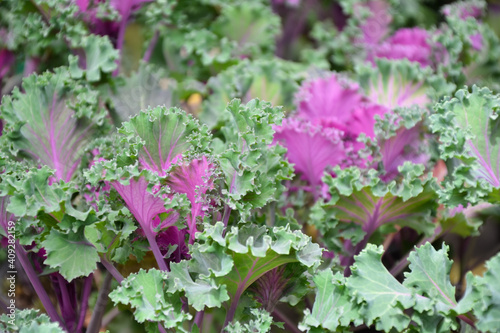 Ornamental cabbage plant. Chidori cale fresh foliage. Garden, park or wild nature plant. Beautiful summer nature.