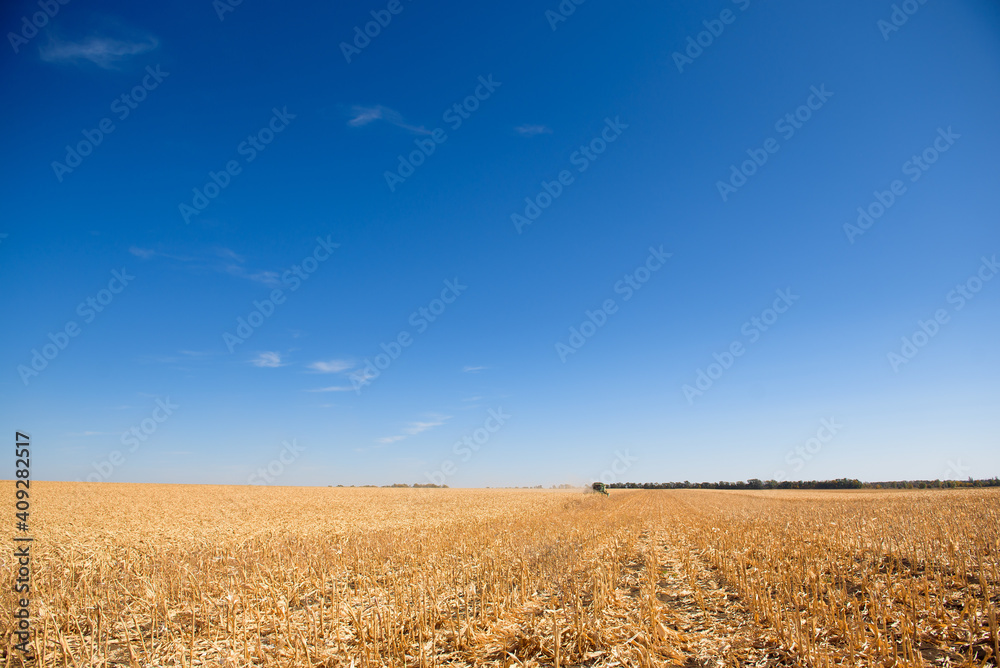 Harvester in a corn field for harvesting.