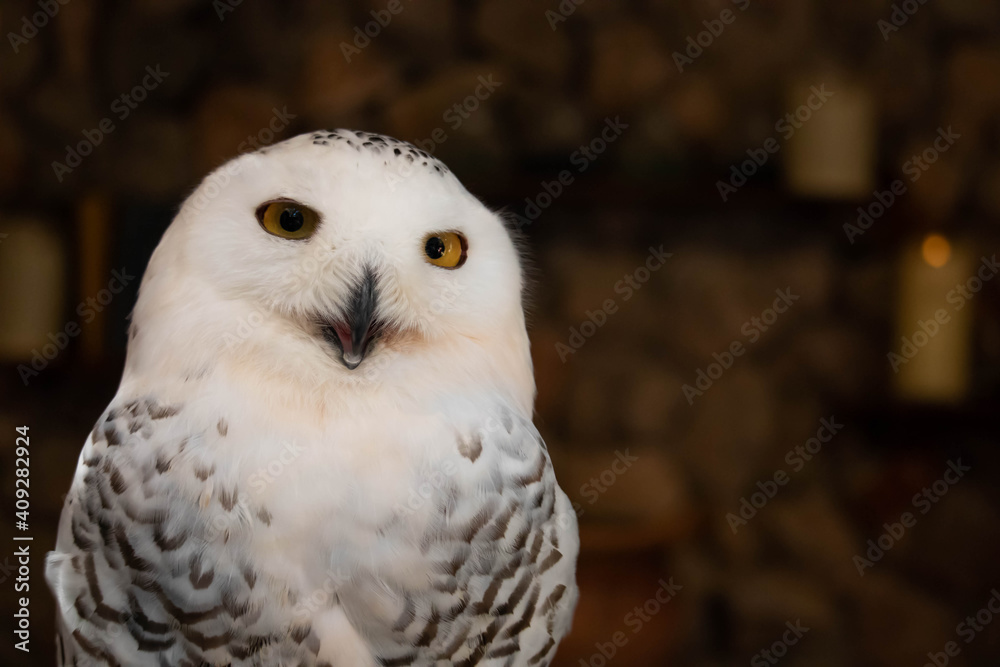 Portrait of a owl in the nature. Portrait of a owl in the nature.
