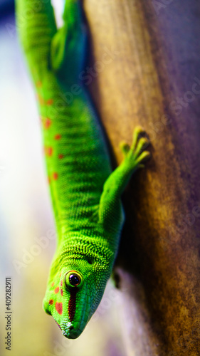 green giant day gecko on tree trunk close-up
