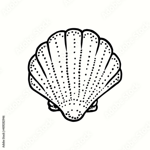Seashell. Ink black and white doodle drawing in woodcut outline style. Vector illustration