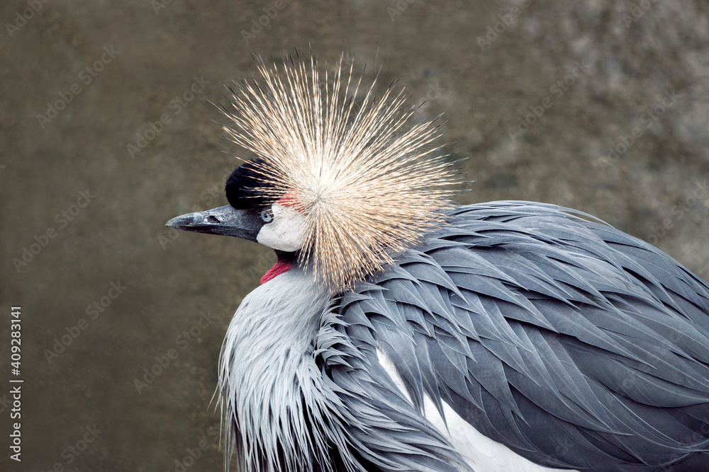 Fototapeta premium close up of a Crowned Crane bird in zoo