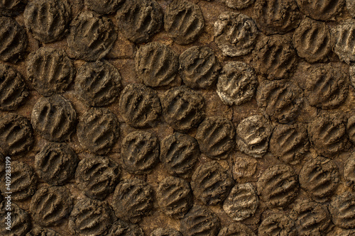 Tableau sur toile Cow dung cake on the wall, traditional way to make fuel.