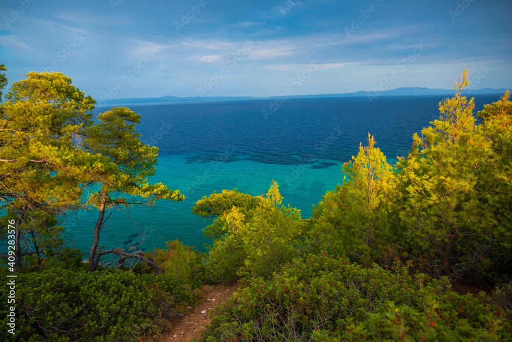 Naklejka premium Mediterranean Trees near the sea in Greece